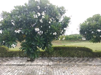 Image of 150 Sq.ft Residential Plot / Land for sale in Mansha Oaks, Sector 98, Faridabad for Rs. 19500000