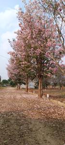Image of 1200 Sq.ft Residential Plot / Land for sale in Chandapura, Bengaluru for Rs. 5400000