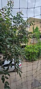 Image of 1400 Sq.ft 2 BHK Villa for rent in Raviraj Ozone Villas, Wagholi, Pune for Rs. 32500