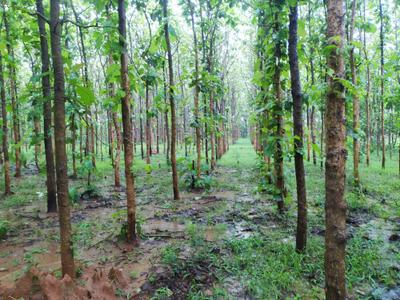 Image of 1944 Sq.ft Residential Plot / Land for sale in Pallakadiyam, Rajahmundry for Rs. 1458000