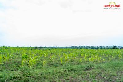 Agricultural Land