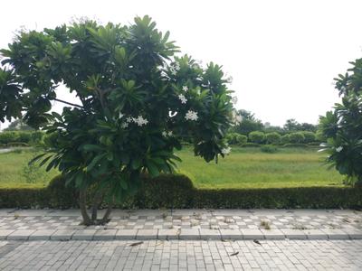 Mansha Oaks Plot View 1