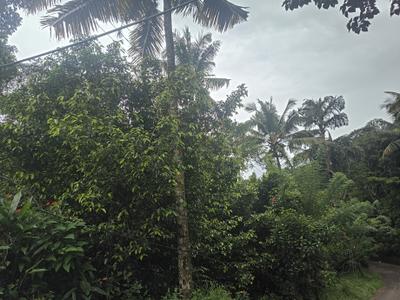 Image of 600 Sq.ft 3 BHK Independent House for sale in Kanjikuzhy, Idukki for Rs. 1300000