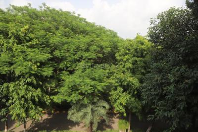 Image of 6000 Sq.ft 6 BHK Builder Floor for sale in Unitech Residency Greens, Sector 46, Gurgaon for Rs. 110000000