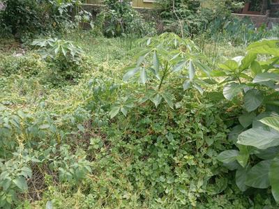Madurdaha Plot View 1