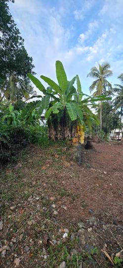 Chevayur Main Image 1