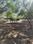 Lanka Plot View 2