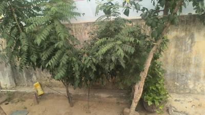 Image of 1350 Sq.ft 3 BHK Independent House for sale in Panchyawala, Jaipur for Rs. 15000000