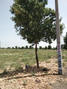 Image of 1000 Sq.ft Residential Plot / Land for sale in Basni Lachhan, Jodhpur for Rs. 1120000