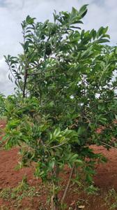 Image of 4650 Sq.ft Residential Plot / Land for sale in Chevella, Hyderabad for Rs. 6100000