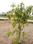 Walajabad Plot View 2
