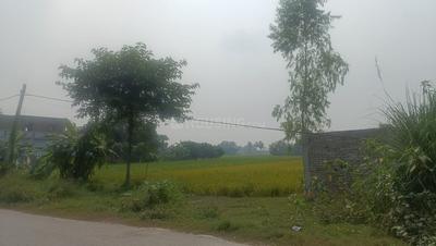 Kachhuara udaini sahpur jaganpura Plot View 2