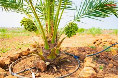 Image of 605 Sq.ft Residential Plot / Land for sale in GSR Modern Farms 2, Narayankhed, Sangareddy for Rs. 640000