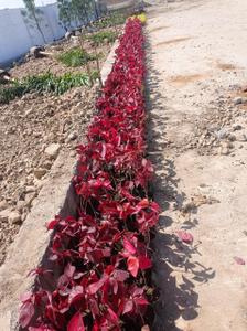 Image of 1000 Sq.ft Residential Plot / Land for sale in Ringnodiya, Indore for Rs. 3725000