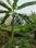 Gopalpur Gram Main Image 1