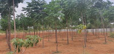 Agricultural Land