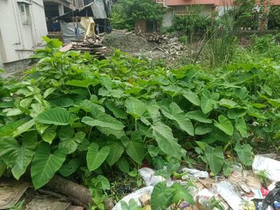 Image of 1080 Sq.ft Residential Plot / Land for sale in Keshtopur, Kolkata for Rs. 6200000