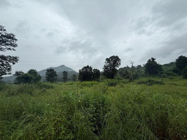 Kalote Mokashi Main Image 1