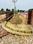 Anora Kala Plot View 2