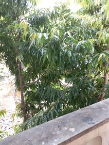 Balcony Image of 730 Sq.ft 2 BHK Apartment / Flat for sale in Topsia Kolkata for Rs. 3000000