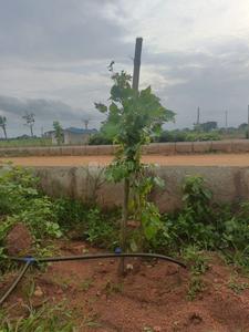 Image of 121 Sq.ft Residential Plot / Land for sale in Shadnagar, Ranga Reddy for Rs. 1000000