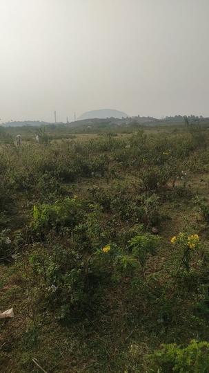Coromandel fertilizers employees housing society  Main Image 1