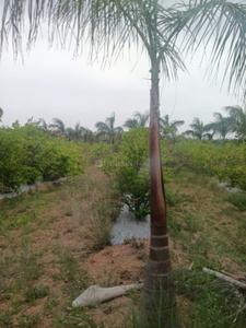 Image of 605 Sq.ft Residential Plot / Land for sale in Shamirpet, Hyderabad for Rs. 6050000