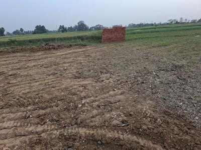 Bela Plot View 2