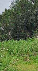Image of 8100 Sq.ft Residential Plot / Land for sale in Bakrol, Anand for Rs. 11200000