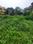 Kalikapur land Main Image 1