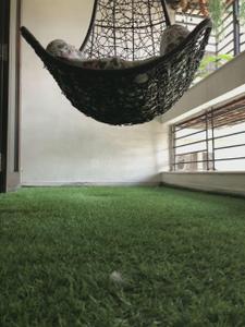 Balcony Image of 2500 Sq.ft 3 BHK Apartment / Flat for sale in Usmanpura Ahmedabad for Rs. 10500000