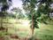 Ranjanpada Main Image 1