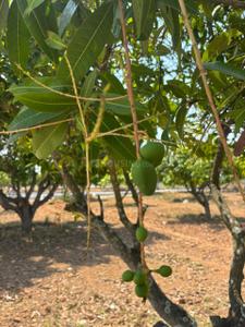 Image of 5990 Sq.ft Residential Plot / Land for sale in Narsapura, Kolar for Rs. 3594000