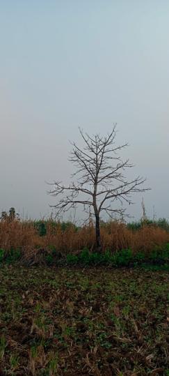 Mhaskal Main Image 1