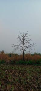 Mhaskal Plot View 1
