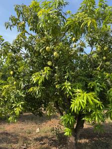 Image of 43200 Sq.ft Residential Plot / Land for sale in Pavunjur, Chennai for Rs. 12500000