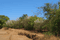Mango farm Main Image 1