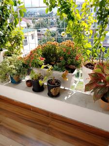 Balcony Image of 1447 Sq.ft 3 BHK Apartment / Flat for sale in Barbari Village Guwahati for Rs. 12500000