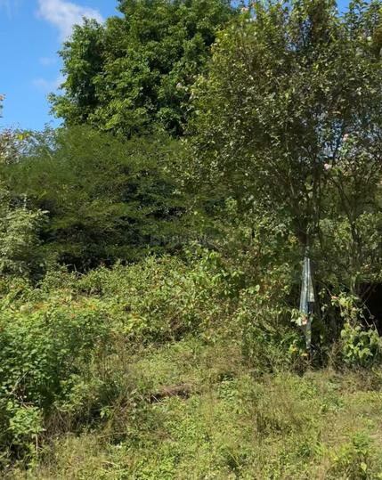 Jadi buti farm premnagar Dehradun Main Image 1