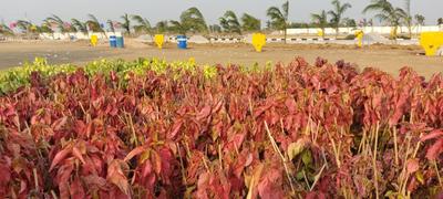 Image of 150 Sq.ft Residential Plot / Land for sale in Prakash Nagar, Narasaraopet for Rs. 380000