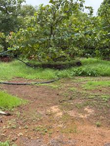 Image of 24976 Sq.ft Residential Plot / Land for sale in Niwali, Ratnagiri for Rs. 9000000