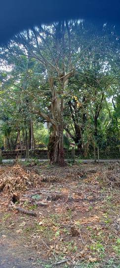 Canacona Main Image 1