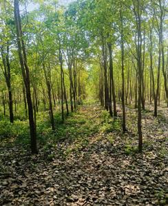 Image of 200 Sq.ft Residential Plot / Land for sale in Charan Sandal Gardens, Ravikamatham, Visakhapatnam for Rs. 700000