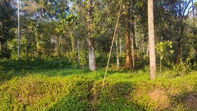 Residential Plot