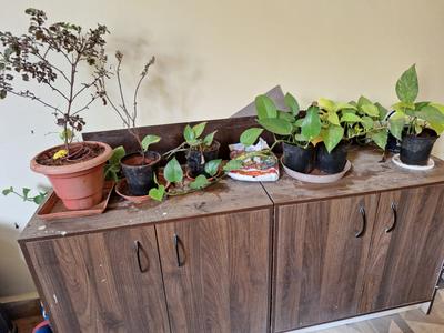 Kitchen Image of 1035 Sq.ft 2 BHK Apartment / Flat for rent in SLV Greencity, Chokkanahalli Bengaluru for Rs. 40000