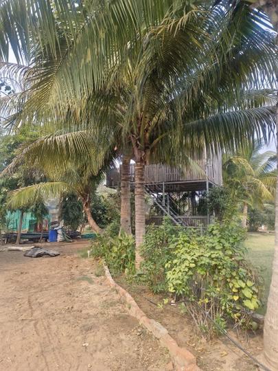 Shilaj Main Image 1