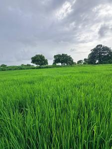 Image of 1089 Sq.ft Residential Plot / Land for sale in Bori Bk, Navi Mumbai for Rs. 500000