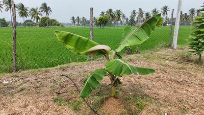 Image of 9600 Sq.ft Residential Plot / Land for sale in Panjappur, Tiruchirappalli for Rs. 8900000