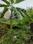 Gopalpur Gram Plot View 2