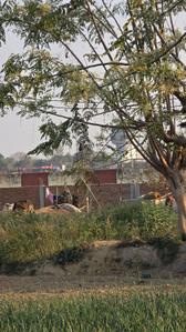 Image of 2720 Sq.ft Residential Plot / Land for sale in Babatpur, Varanasi for Rs. 3200000